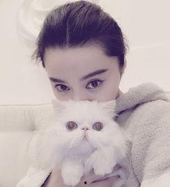 娱乐吃瓜猫欧阳娜娜,娱乐吃瓜猫的时尚之旅
