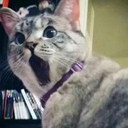 娱乐吃瓜猫欧阳娜娜,娱乐吃瓜猫的时尚之旅