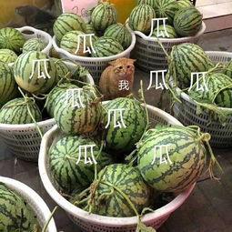 娱乐吃瓜的瓜,揭秘明星幕后故事