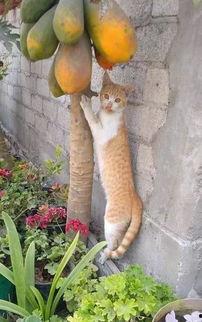 娱乐吃瓜酱橘猫,娱乐界的“喵星人”