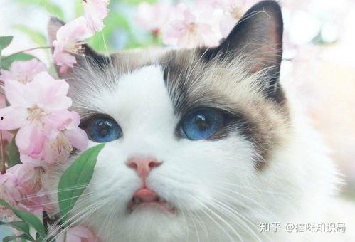 娱乐吃瓜酱猫咖,猫咪与娱乐的完美融合