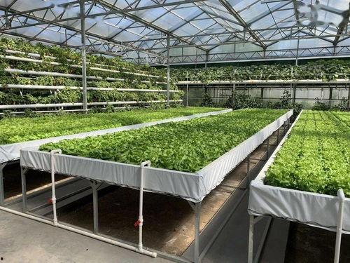 娱乐吃瓜酱中国人的爱国,中国人的爱国情怀与时代共鸣