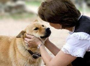 娱乐吃瓜养狗视频大全,娱乐吃瓜，狗狗视频大全集锦