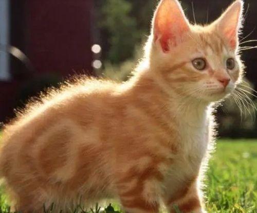 娱乐吃瓜猫咪视频大全下载,萌宠欢乐时光集锦