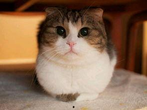 娱乐吃瓜猫咪视频大全下载,萌宠欢乐时光集锦