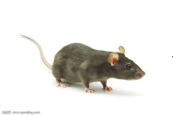 娱乐吃瓜酱灭鼠,揭秘灭鼠背后的趣味故事