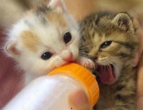 娱乐吃瓜酱猫猫护孩子