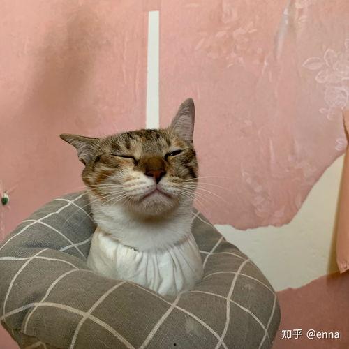 三花猫的两个老公娱乐吃瓜酱,两个老公的娱乐吃瓜日常