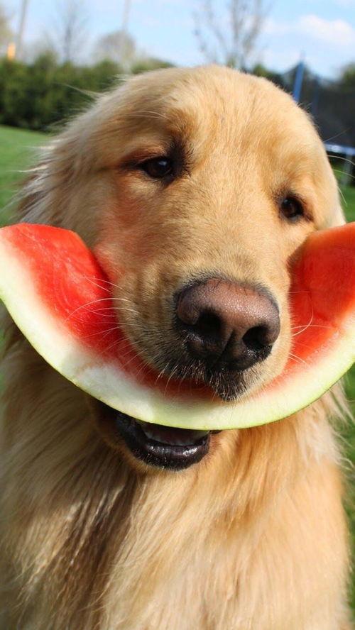 娱乐吃瓜懒猫儿,轻松解码娱乐圈热点