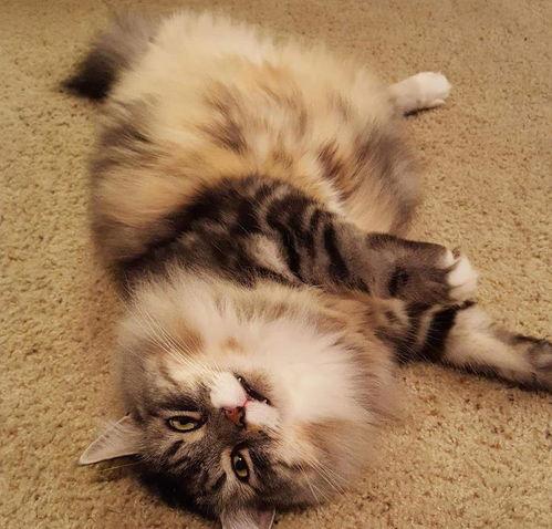 娱乐吃瓜酱胖猫,揭秘娱乐圈那些不为人知的幕后故事