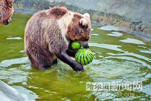 娱乐吃瓜酱小动物,揭秘小动物界的趣味故事